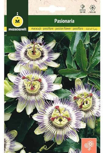 Mascarell Semillas, PASIONARIA TREPADORA, Semillas Flores Exterior para Decoración, 0,3 Gramos