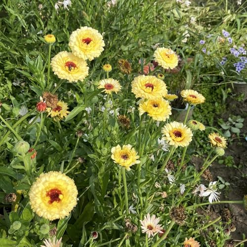 semillas de caléndula officinalis, silvestres, jardín, 500pcs