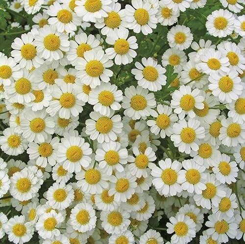 Feverfew, White, Plug Plants, Bee and Wildlife Friendly, Cottage Garden Cut Flowers (3)