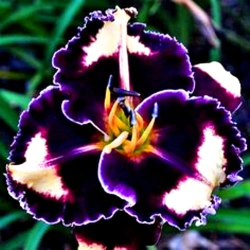 Hemerocallis resistente y adaptable, perfecto para balcones y patios-15Bulbos-B