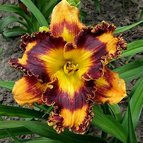Habitaciones Purificadoras De Aire Multicolor, Muy Abejos, Cuidado fácil, Rizomas Hemerocallis, Jardín, Top Hemerocallis, Dobles Hemerocallis, 5bulbos-D