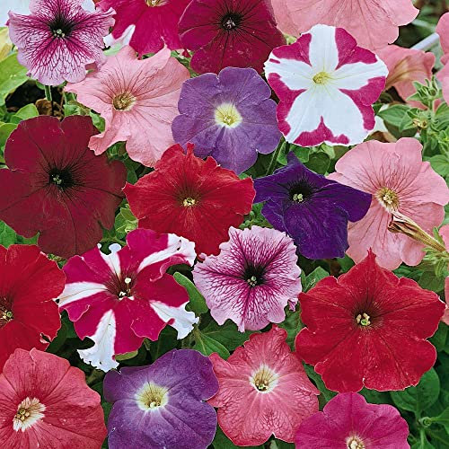 Petunia Seeds 'Rainbow Mixed' Hybrid 8 Colours Easy to Grow Your Own Garden Flowers for Hanging Baskets Patio Pots Beds and Borders 1x Packet (Approx. 750 Seeds) by Thompson and Morgan