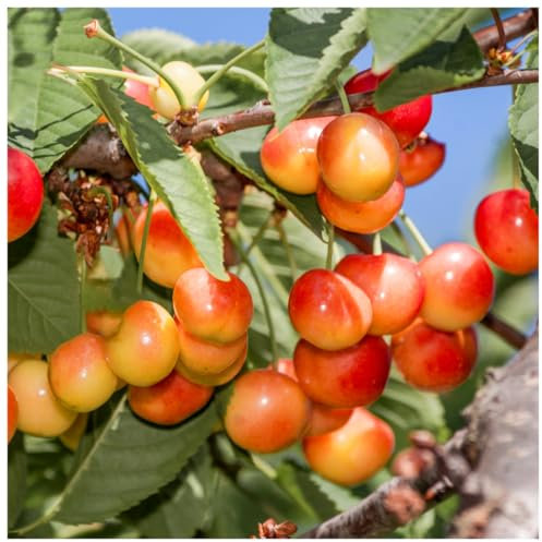 Dwarf Patio Bigarreau Napoleon Cherry Tree in 5L Pot, Large, Red-Flushed, Sweet & Juicy Cherries 3fatpigs®