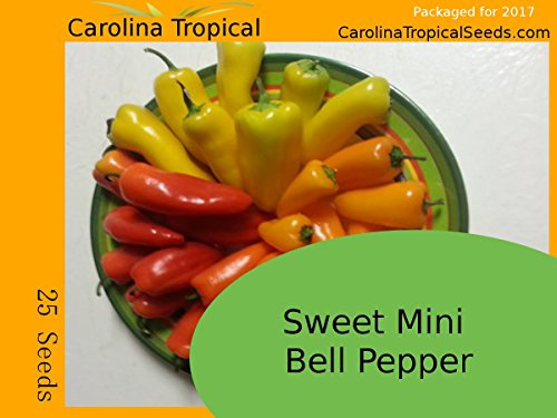 mini-graines de poivron (rouge/orange / jaune) - 25 graines