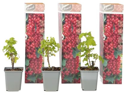 Plant in a Box - Groseillier à grappes - Set de 3 - Ribes Rubrum 'Aalbes' - Hauteur 25-40cm - Pot 9cm - Plante Fruitière Rustique - Rouge
