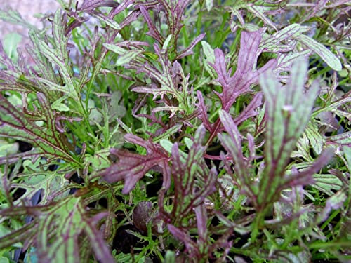 1000 Mizuna Red Streaks Mustard Seeds for Planting Heirloom Non GMO 2+ Grams Garden Vegetable Bulk Survival