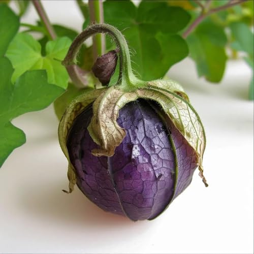 100 lila tomatillofrön - SemiSauvage Permaculture