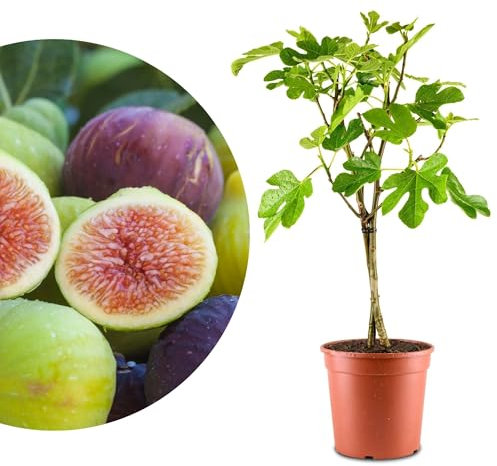 Winterharter Feigenbaum Black & White - Dunkle UND helle Sorte - Echte Feige - Ficus Carica - winterharte Feige in Gärtnerqualität - Fig tree - Feigenbaum selbstbefruchtend