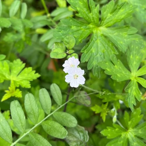 semillas resistentes de geranio - balcón jardín perennes decorativas interior 50pcs