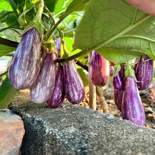 semi di melanzane biologiche, decorazione da giardino all'aperto melanzana da appartamento esotiche, 800pcs