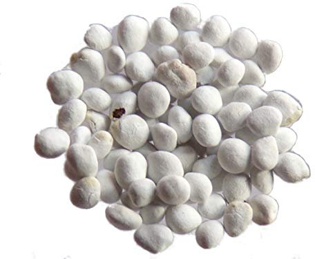 Trèfle Fraise (enrobée) - 3 grammes - Trifolium Fragiferum - Clover Strawberry - (Engrais vert) - SEM05