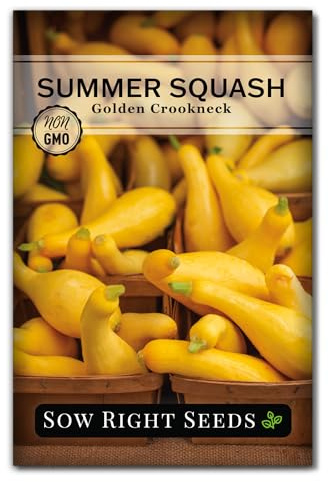 Sow Right Seeds - Golden Summer Crookneck Squash Seeds for Planting - Non-GMO Heirloom Packet with Instructions to Grow an Outdoor Home Vegetable Garden - Prolific Yellow Summer Squash, Rare Shape (1)