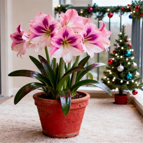 Amaryllis rara/Amaryllis doppia a petalo singolo/Forma unica/Decorazione da balcone per principianti-1 PCS-I