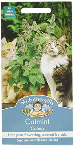 Mr Fothergill's 22838 Catmint Catnip, Green