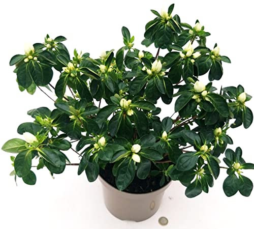 POWERS TO FLOWERS - AZALEA DA ESTERNO BIANCA XL, vaso 20cm Diametro, pianta vera