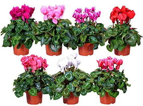 POWERS TO FLOWERS - CICLAMINO A FIORE GRANDE. SET 7 PIANTE, IN VASO 14CM, piante vere