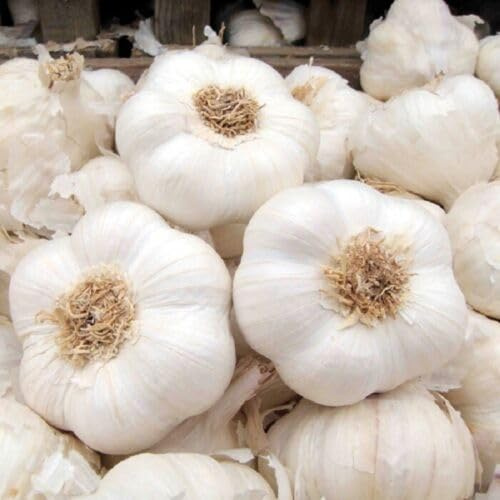 Buy4seeds Solent Wight 30Pcs Seed Wight Garlic Strong Flavoured British Garlic Cloves Simple to Grow