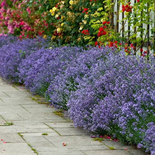 YouGarden 24 English Hidcote Lavender Hedging Plants in 9cm Pots, Beautifully Scented Purple Flowers Attracts Bees and Butterflies, Perennial Plants For Garden, English Lavender Plants Outdoor