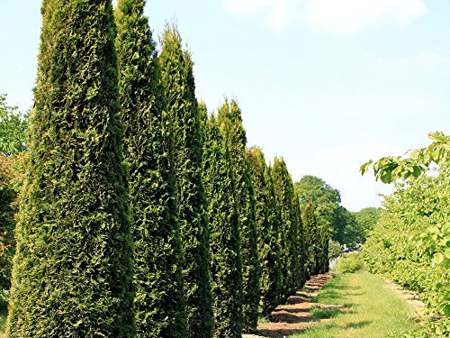 1 Stk. Thuja Lebensbaum Smaragd - Thujahecke Containerware 80-100 cm hoch - Thuja occidentalis Smaragd - Garten von Ehren®