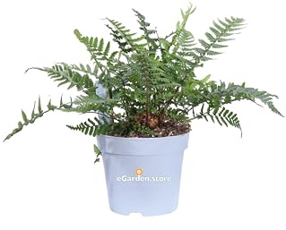 Pianta di Felce Autunnale o Dryopteris Erythrosora pianta ornamentale da esterno cespuglio di felce decorativa da giardino pianta vera venduta da eGarden.store