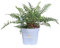 Pianta di Felce Autunnale o Dryopteris Erythrosora pianta ornamentale da esterno cespuglio di felce decorativa da giardno pianta vera venduta da eGarden.store