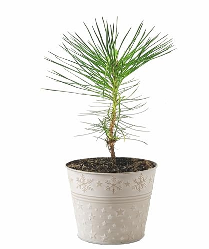 Seedeo Geschenk-Edition Baum im Sternentopf – 2-jährige Jungpflanze Japanische Schwarzkiefer (Pinus thunbergii)