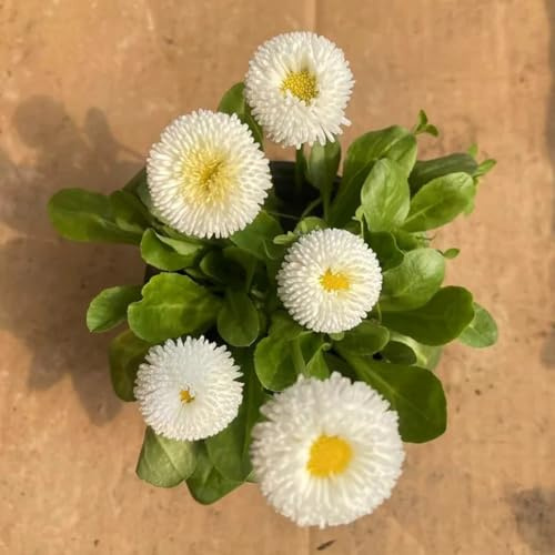 gänseblümchensamen - balkon exotische zimmerpflanzen hochbeet mehrjährig winterhart deko 600pcs