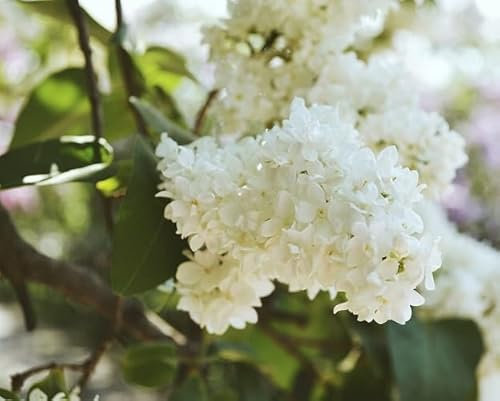 Nouveau frais 100pcs graines de fleurs de lilas blanc