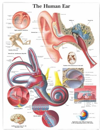 1 St Mänskligt Öra Anatomi Anatomiska Diagram Affischer HD-utskrifter Dukmålning Väggkonstbilder Medicinsk Utbildning Kontor Hemrumsdekoration(50x70cm No Frame)