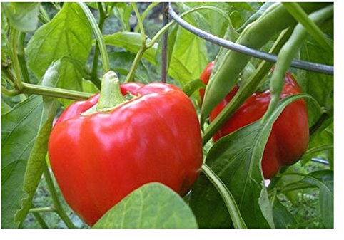 PREMIER SEEDS DIRECT - Sweet Pepper - California Wonder 300 TMR - 80 Finest Seeds