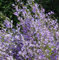 Rapunzel Glockenblume - Campanula rapunculus