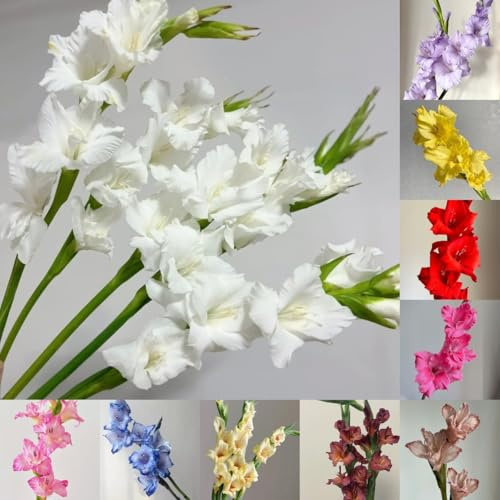 20 pz Bulbi di gladiolo, perenni resistenti, Fiori da giardino per piante in contenitore resistenti Gladiolo, gladioli, Vasi per piante da balcone con aiuola rialzata, bulbi da fiore