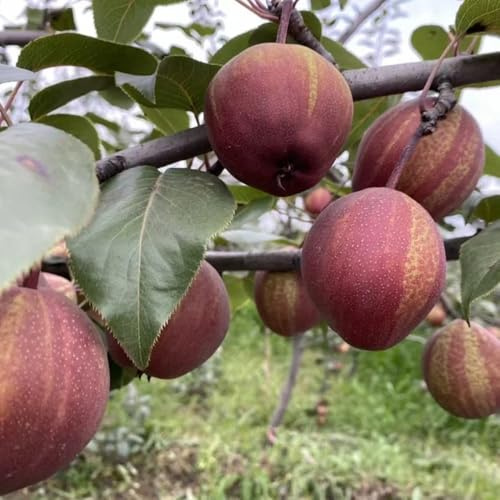 20 piezas semillas resistentes del peral, Maceta de árbol bonzai, árboles frutales columnares semillas de peral, semillas organicas variedades antiguas regalos sostenibles de fruta