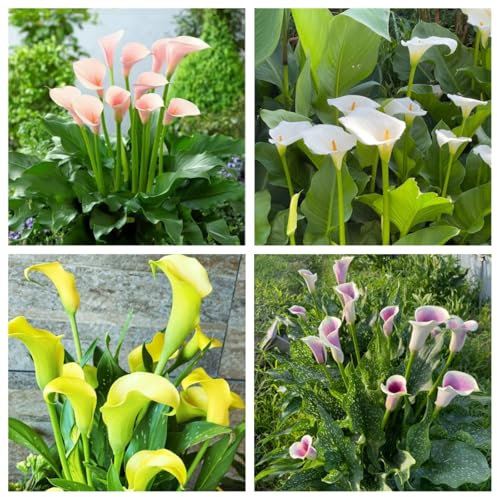 Hardy Perennial,Canna Plants UK, Excellent Display Calla Lily Bulbs, Multi-Color Mix, Multi-Bulb Set, Summer Flowering Perennial plants-2bulbs-E