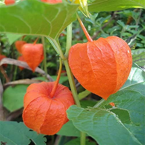 FStening 30 Pièces Les Graines De Physalis Peruviana Rares Et Fraîches Rouges à Maquereau Plantées Sur Un Balcon Extérieur Apportent Un Plaisir Visuel Intense