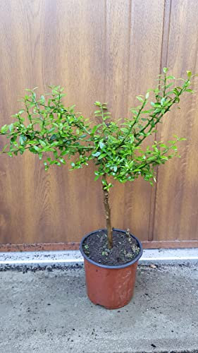 Citrus australasica 'Rouge' greffé sur Volkameriana/Citronnier caviar Rouge/Conteneur de 1 à 1.9 litres/Tigette