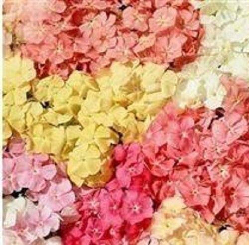 Semi Freschi - Phlox - Phlox di pecora - 100 Semi