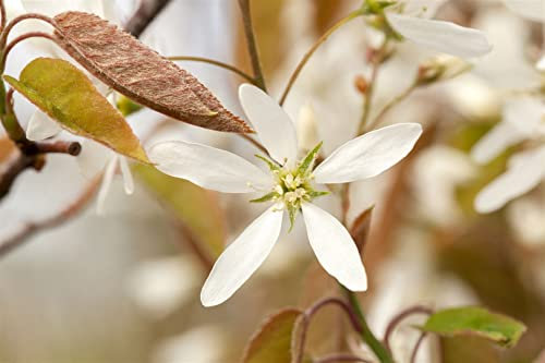 Amelanchier lamarckii 40-60 cm - Kupfer-Felsenbirne, weiße Blüten, Blütezeit April-Mai, ideal für Hecken und Einzelstellung, bienenfreundlich, pflegeleicht