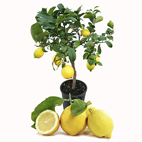 SAVINI VIVAI citronnier, agrume, citron de Sorrente ovale, en pot de 20 cm hauteur 70 cm 2-3 ans de greffage, fabriqué en Italie
