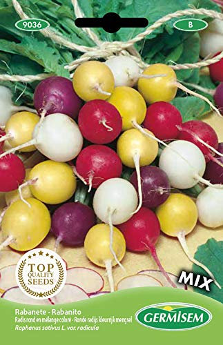 Germisem graines Radis rond en mélange coloré