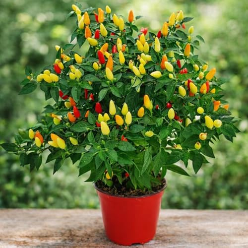 Semi Peperoncino Fuoco della Prateria (100 pz) – Piccante Medio – Pianta Ornamentale Colorata – Ideale per Vaso, Balcone e Giardino – Alta Produzione