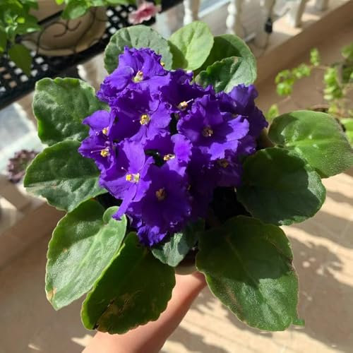 usambaraveilchen pflanze - samen blumen garten - Seltene Pflanzen serie - dachbegrünung kräutersamen blumensaat garten pflanzen hochbeet balkon deko blumensamen usambaraveilchen 300pcs