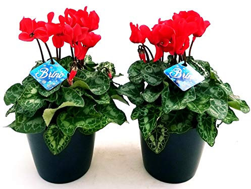 POWERS TO FLOWERS - CICLAMINO BRINO ROSSO 2 PIANTE, piante vere