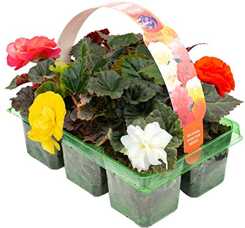 Begonia Non-Stop Mixed | Colourful Summer Flowering Plants | Hardy Garden Ready Hanging Basket Plant Collection (6 Pack)