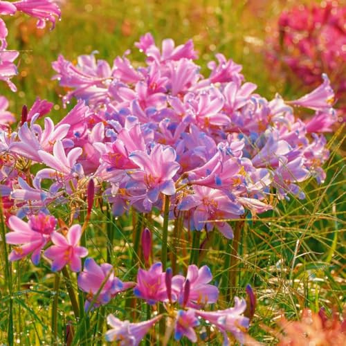bulbo di lycoris radiata, giglio ragno, giardino esotiche, resistenti, interno 6pcs