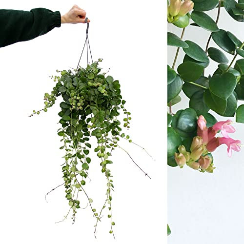 Aeschynanthus Thai Pink Lipstick Plant - Indoor Plant in 15cm Hanging Pot - Lovely Pink Flowers (1 Plant)