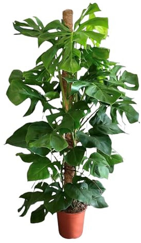 Trendyplants - Monstera Deliciosa - Plante à trous - Plante d'intérieur - Hauteur 140-160 cm - Taille du pot Ø27cm