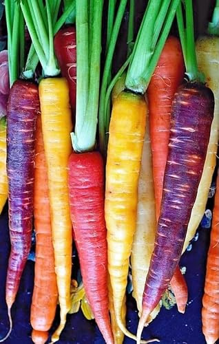 Semi Carota Arcobaleno Multicolore – Mix 7 Varietà Premium Non OGM – Carote Colorate Ricche di Nutrienti – Ideali per Orto, Giardino e Vaso – Alta Germinazione