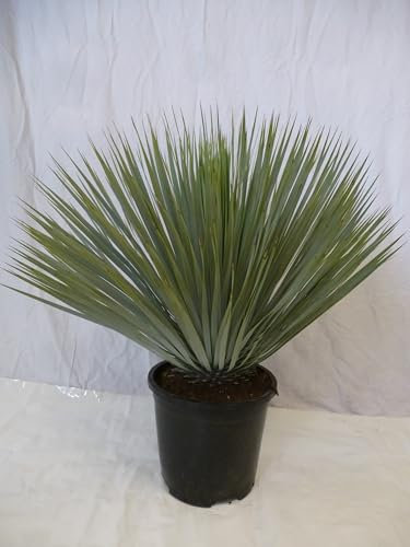 [Palmenlager] Yucca rostrata 80-90 cm - Pot 32 cm Ø - Winterharte Palme -