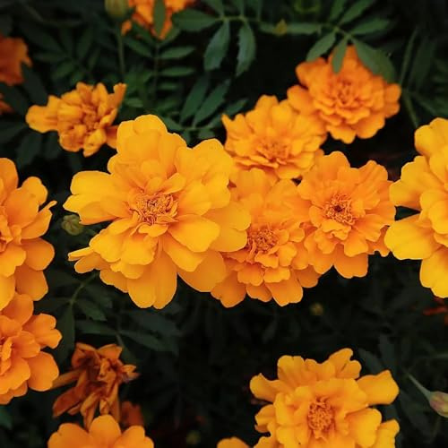 semi di calendula perenne resistente tappezzante di calendula biologici to perenni biologici per aiuola resistenti 150pcs